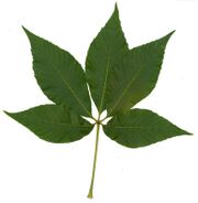 Aesculus flava-leaf.jpg