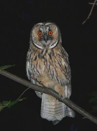 Asio otus uszatka1.JPG