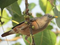 Chestnut-tailed Starling on twig.JPG