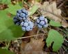 Dewberry fruits 2009 G1.jpg