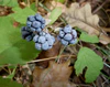 Dewberry fruits 2009 G1.jpg