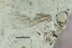 Emplastus britannicus BMNHP20546 whole.jpg