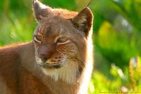 Flickr - law keven - The Lynx effect.....jpg