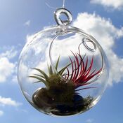 Hanging air plants terrarium.jpg