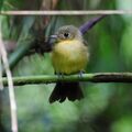 Myiobius atricaudus - Black-tailed Flycatcher.JPG