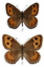 Pseudochazara euxina.jpg