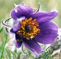 Pulsatilla vulgaris-2.jpg