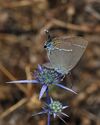 Satyrium spini 1.jpg