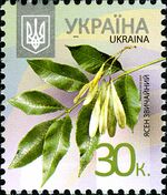 Stamp 2012 Jasen zvychajnyj.jpeg