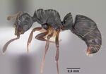 Thaumatomyrmex mutilatus casent0102934 profile 1.jpg