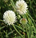 Trifolium montanum 290504.jpg
