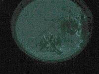 Aliivibrio fischeri.jpg
