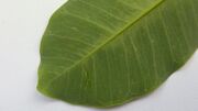 Aspidosperma discolor A. DC..jpg