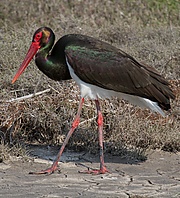 Ciconia nigra on Lesbos Greece.jpg