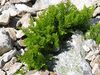 Cryptogramma crispa.jpg