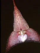 Dracula polyphemus Orchi 313.jpg