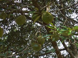 Durians on a tree.jpg