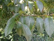Eucommia ulmoides3.jpg