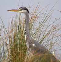 Heron (6755134851).jpg