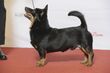 LANCASHIRE HEELER, DK CH(U) SE UCH SE V-14 Mirox Earl Angus Le Beau (24208350271).jpg