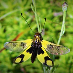 Libelloides macaronius.Serbia.jpg