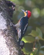 Melanerpes flavifrons.jpg