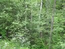 Oranienbaum Sady2012 4629.jpg