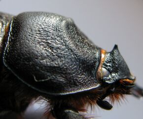 Oryctes nasicornis 1379.JPG