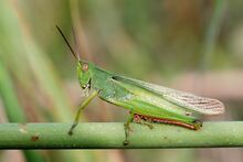 Paracinema tricolor male (5012194977).jpg