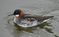 RedNeckedPhalaropeIceland2006.jpg