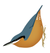 Sitta neglecta.svg
