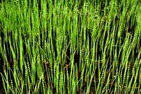Spring in the swamp.jpg