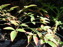 Starr 080103-1453 Nandina domestica.jpg