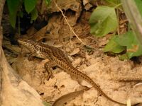 Trachylepis brevicollis Dhofar.jpg