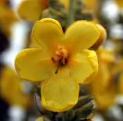Verbascum thapsiforme 315.jpg