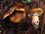 2011-11-28 Tricholoma focale (Fr.) Ricken 185798.jpg