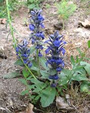 Ajuga reptans - Bugle rampante.JPG