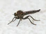 Asilidae June 2011-1.jpg