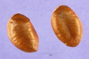 Asimina triloba.jpg