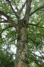 Betula platyphylla subsp. mandshurica kz02.jpg