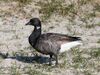 Branta bernicla bernicla - Brent-Goose.jpg