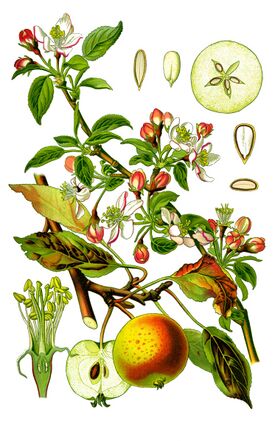 Улмуҫҫи