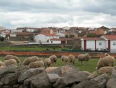 Дьего-дель-Карпио