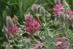 Ebenus-cretica 0007.jpg