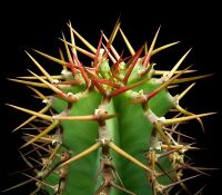 Euphorbia virosa 2 ies.jpg
