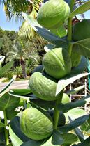 Fruits Calotropis procera.jpg