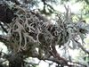 Hypogymnia vittata 2.jpg