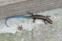 Japanese five-lined skink-3.jpg
