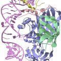 Кристаллическая структура H/ACA коробки RNP из архебактерии Pyrococcus furiosus.