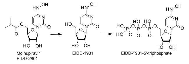 Molnupiravir metabolism.svg